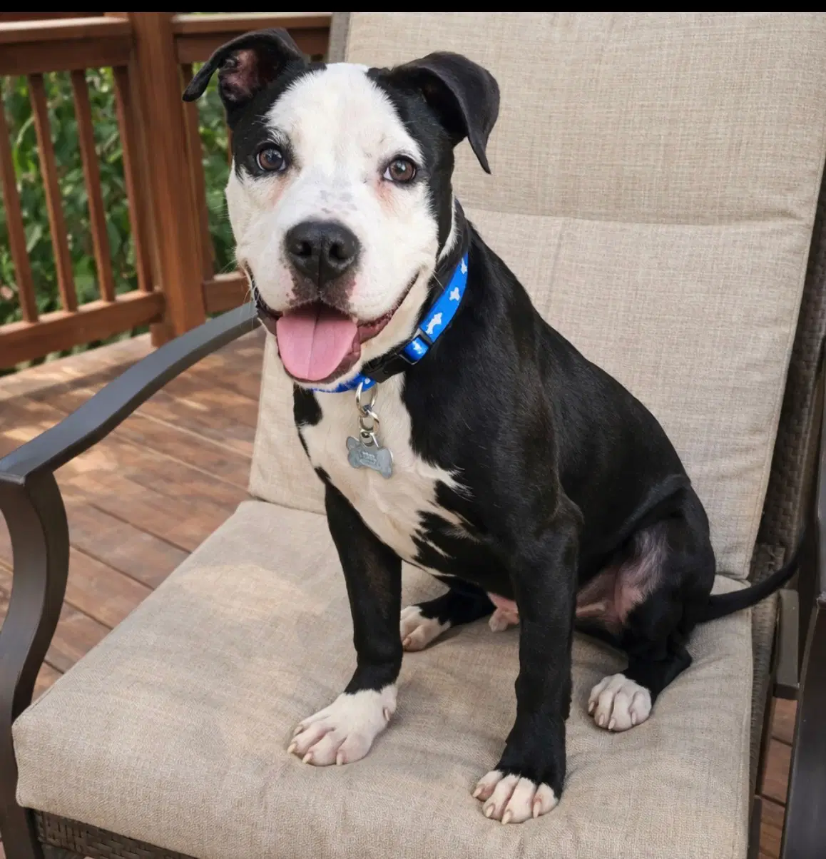 Zak Flash - Terrier