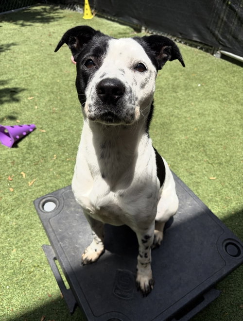 Fiona, an adoptable Cattle Dog in Euless, TX