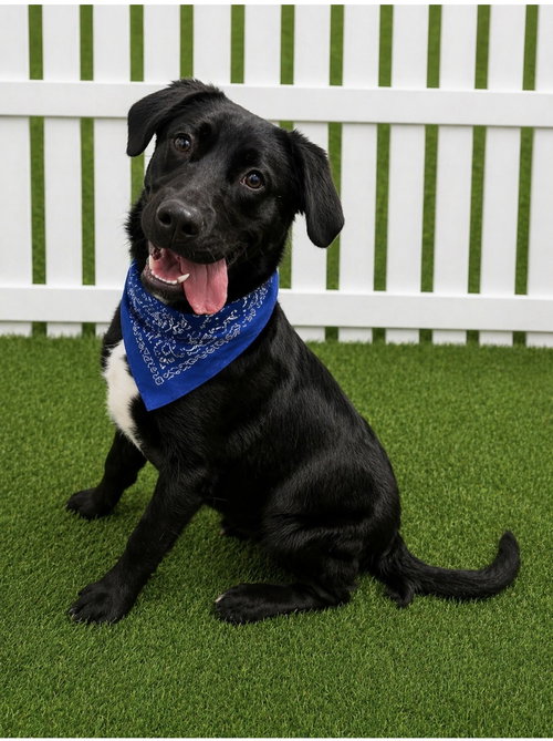 Rookie, an adoptable Black Labrador Retriever in Euless, TX