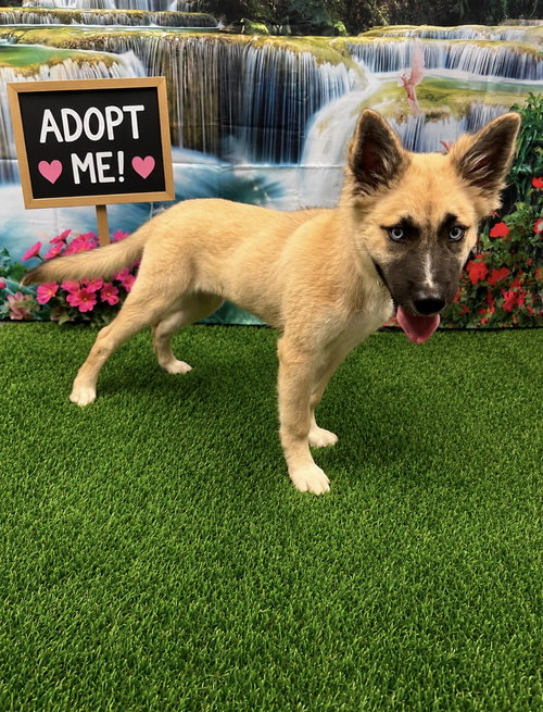 Winnie, an adoptable Shepherd in Euless, TX