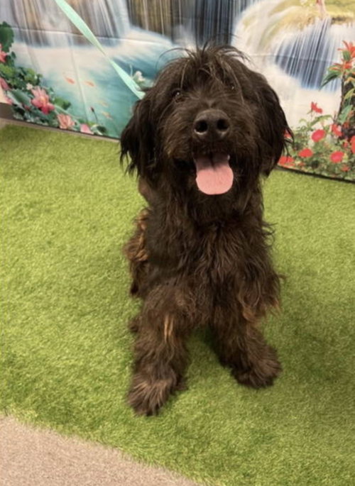 Sofi, an adoptable Poodle in Euless, TX