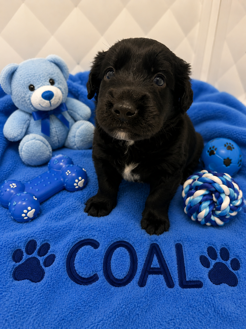 Coal, an adoptable Australian Shepherd in Euless, TX