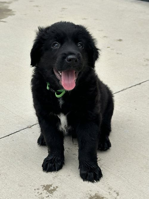 Coal photo 4
