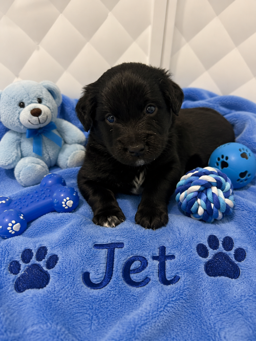 Jet, an adoptable Australian Shepherd in Euless, TX