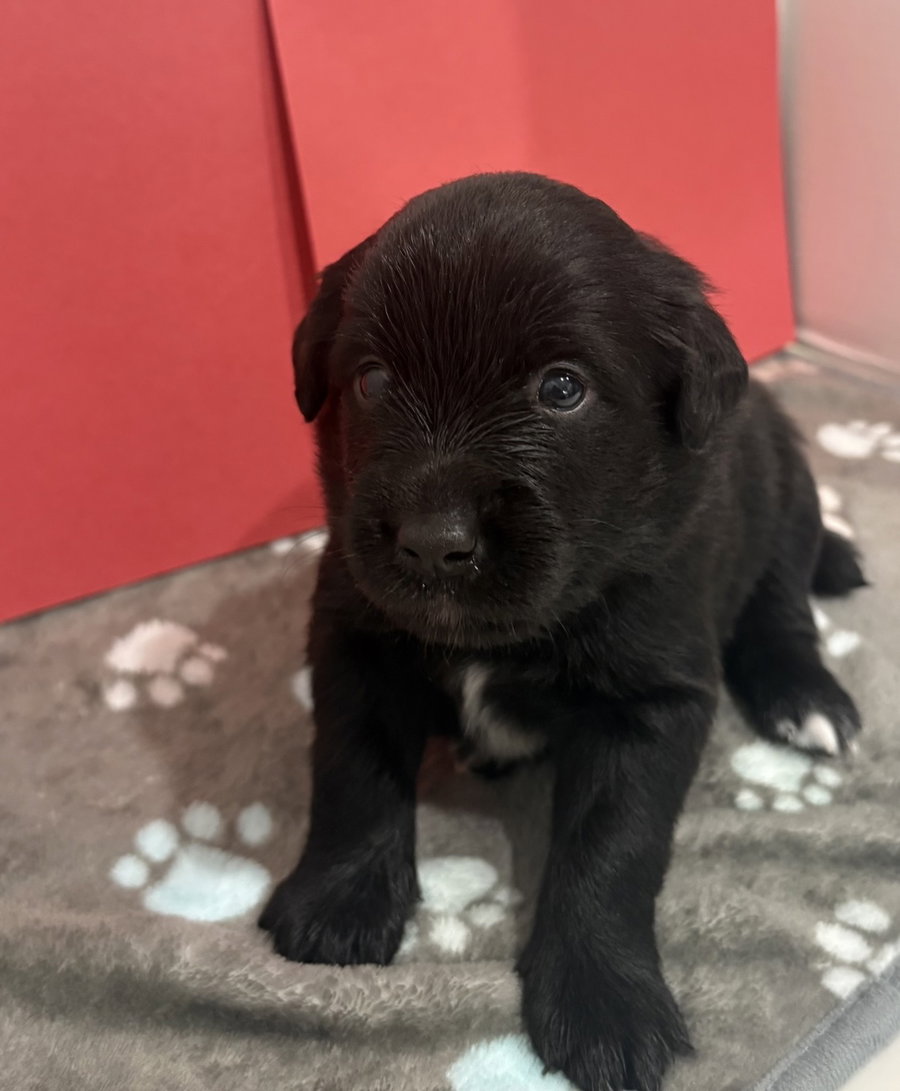 Jet