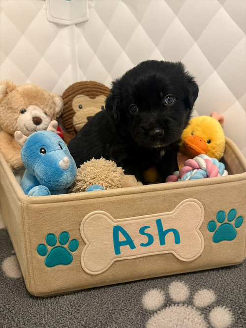 Ash, an adoptable Australian Shepherd in Euless, TX