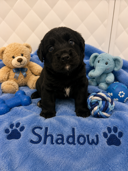 Shadow, an adoptable Australian Shepherd in Euless, TX