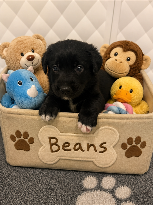 Beans, an adoptable Australian Shepherd in Euless, TX
