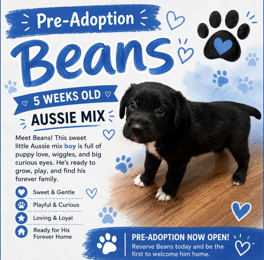 Beans