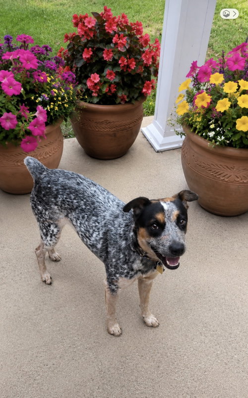 Scout, an adoptable Australian Cattle Dog in Euless, TX