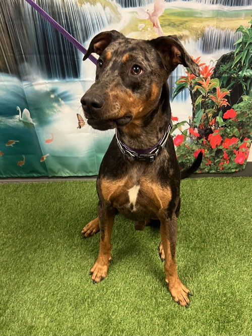Branco, an adoptable Doberman Pinscher in Euless, TX