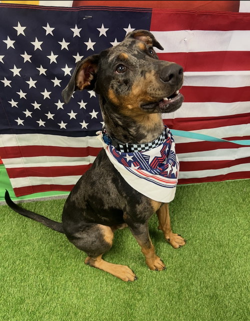 Bronco, an adoptable Doberman Pinscher in Euless, TX
