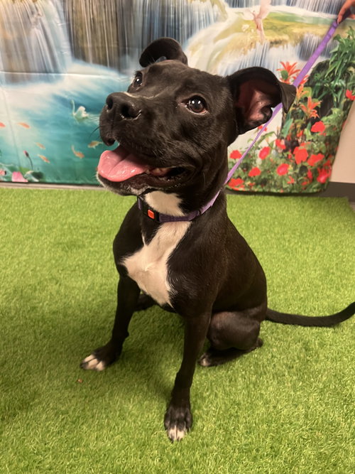 Olive, an adoptable Labrador Retriever in Euless, TX