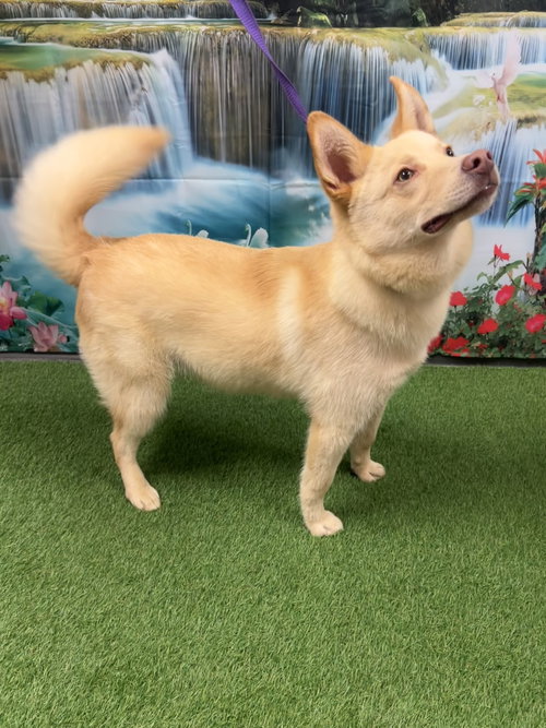 Wesley, an adoptable Husky in Euless, TX