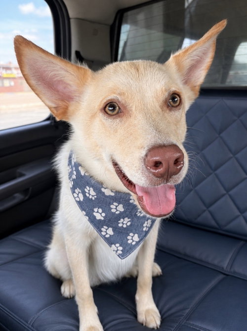 Wesley, an adoptable Husky in Euless, TX
