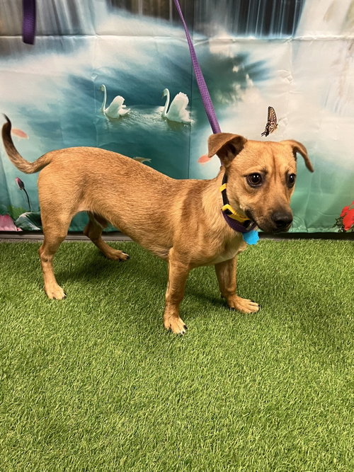 Rusty, an adoptable Chihuahua in Euless, TX