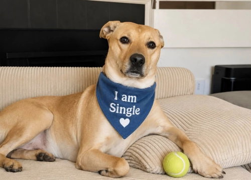 Murphy, an adoptable Labrador Retriever in Euless, TX