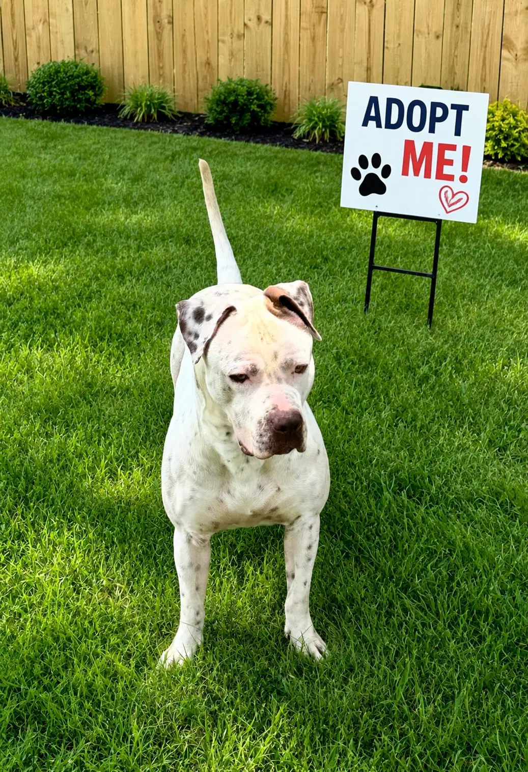 Bowser - American Pit Bull Terrier