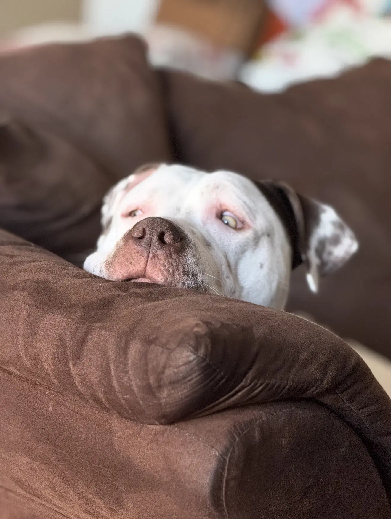 Bowser image 3