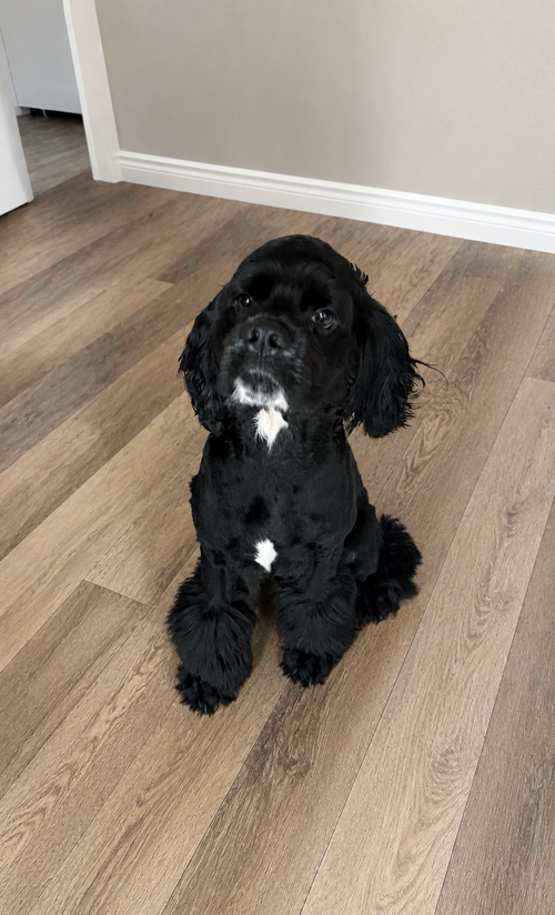 Burberry, an adoptable Cocker Spaniel in Euless, TX