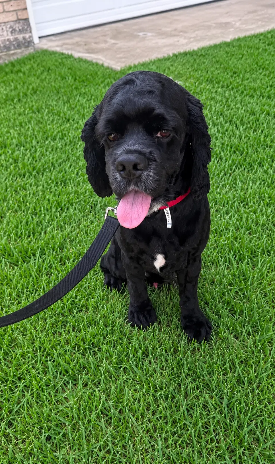Burberry - Cocker Spaniel