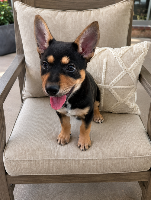 Peaches, an adoptable Australian Kelpie in Euless, TX