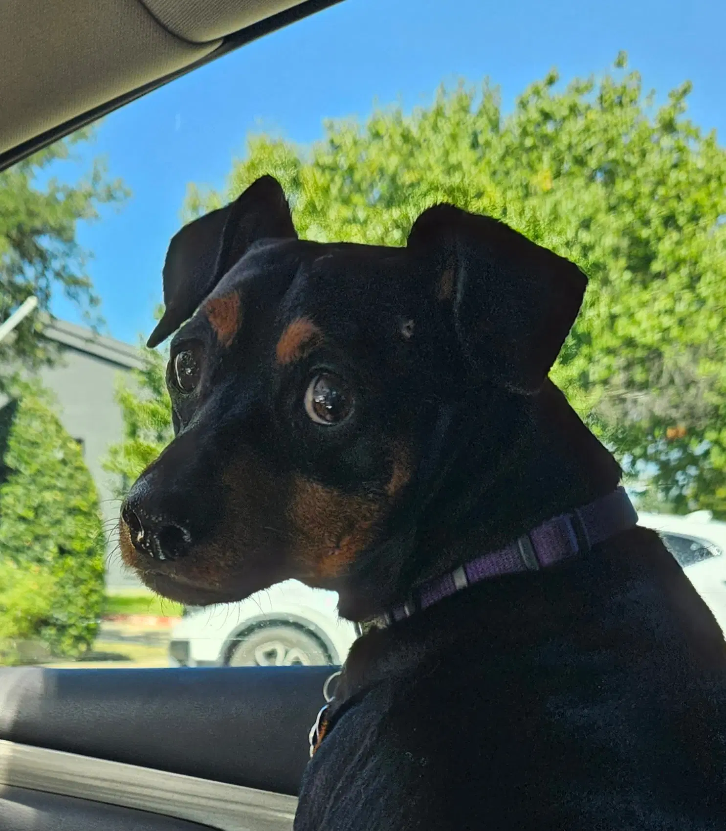Jax - Miniature Pinscher