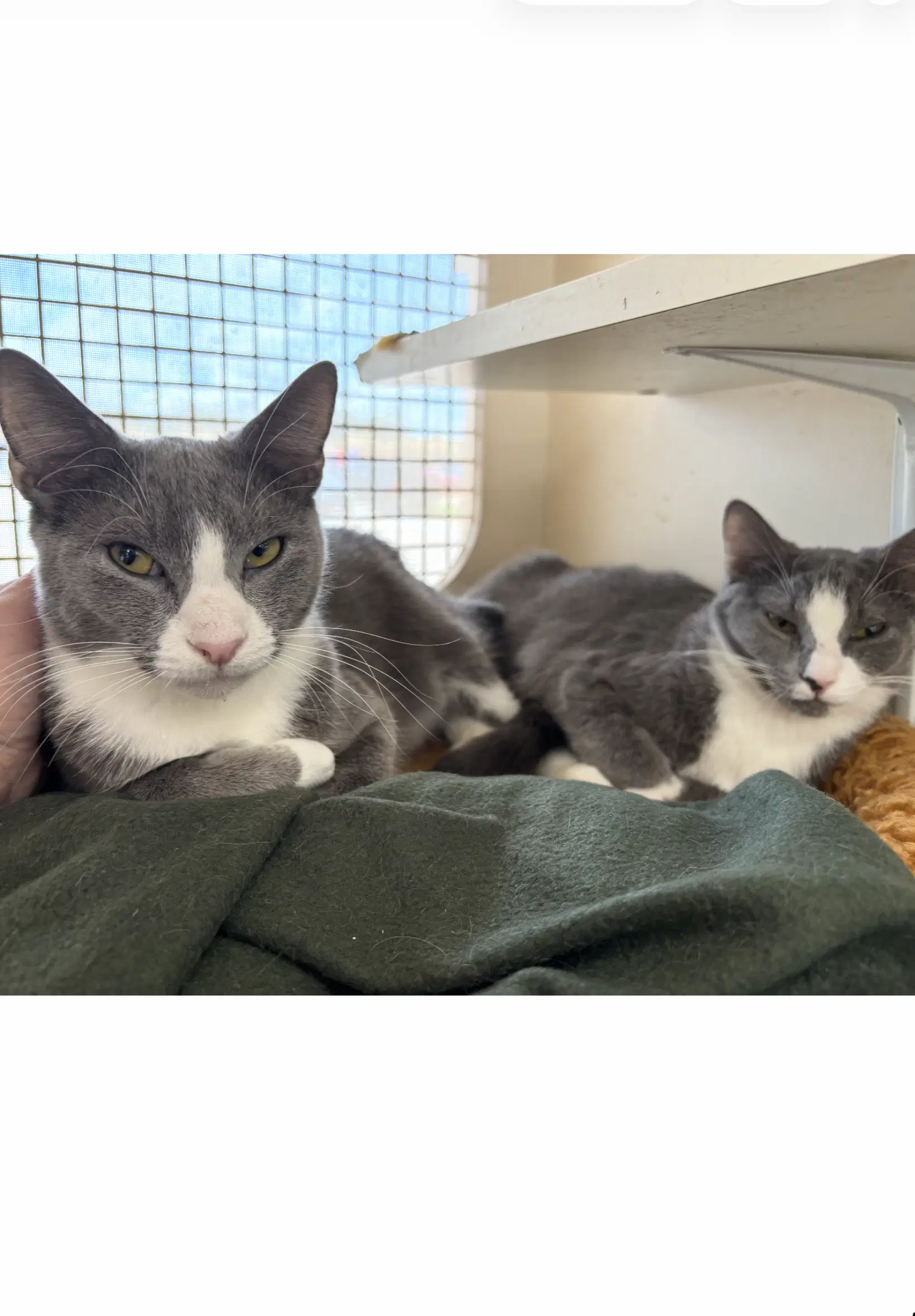Diggy And Sasha - Courtesy Post - Domestic Short Hair