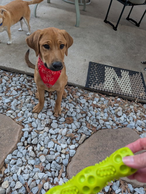 picture of the dog needing adoption