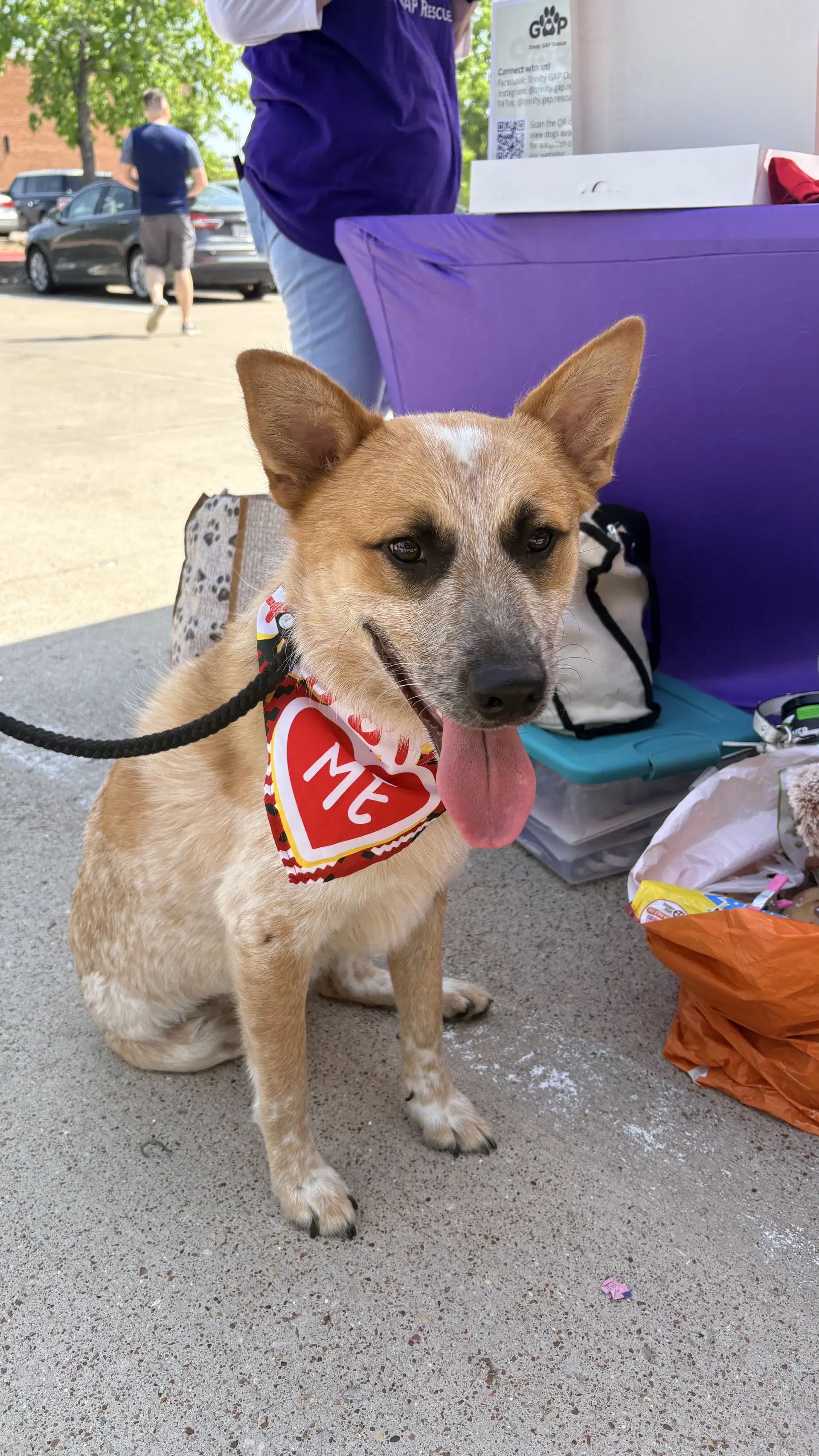 Hank - Cattle Dog