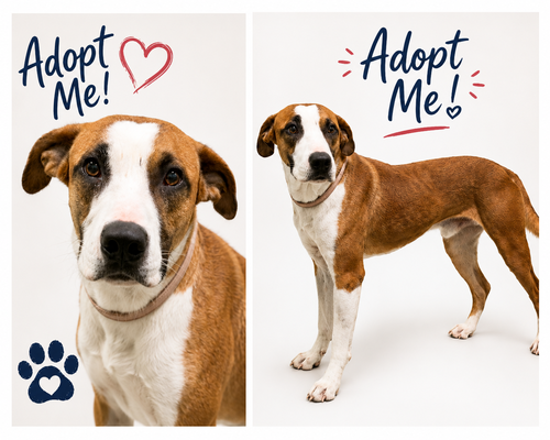 Dobby, a dog for adoption from Trinity GAP Club