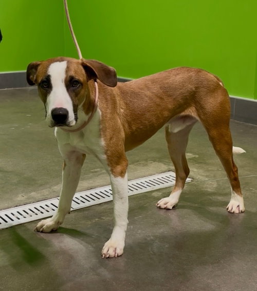 Photo 3 of Dobby