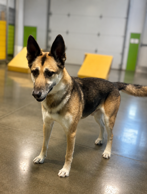 picture of the dog needing adoption