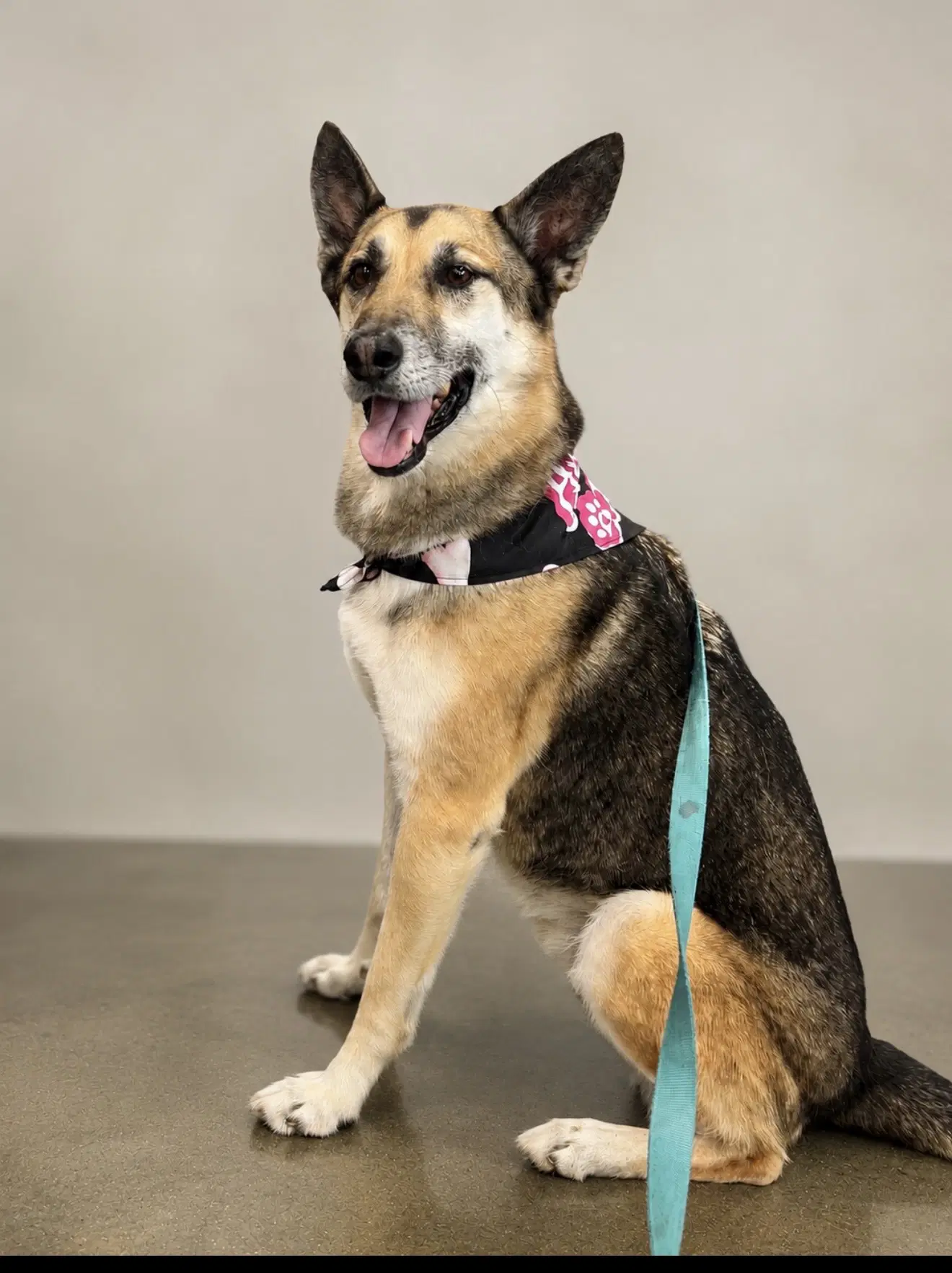 Axel - German Shepherd Dog