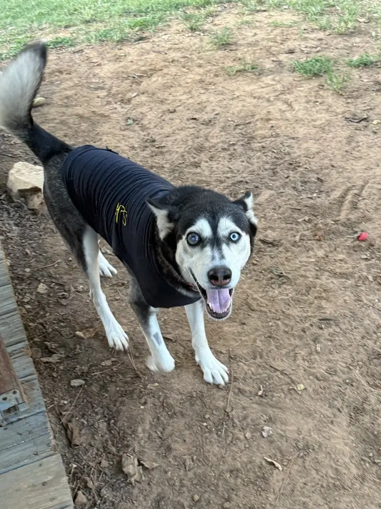 River - Husky