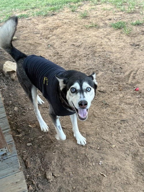 picture of the dog needing adoption
