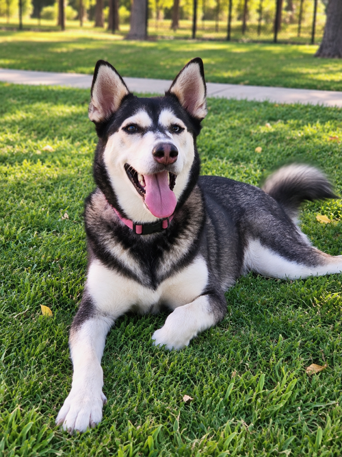 River, a dog for adoption from Trinity GAP Club