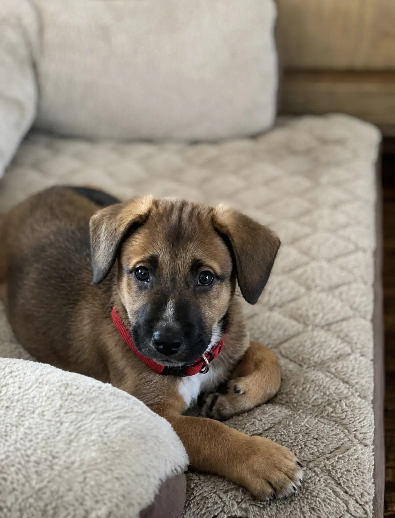 Mocha image 2