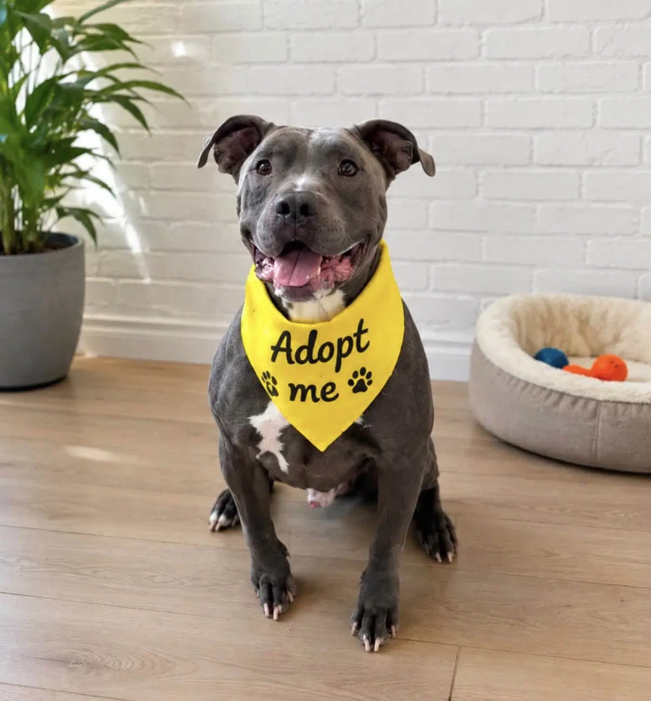 Blue - American Staffordshire Terrier