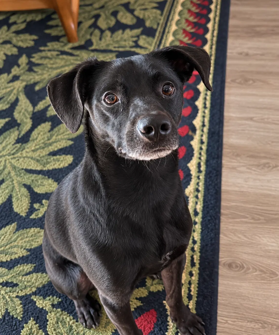 Cooper image 2