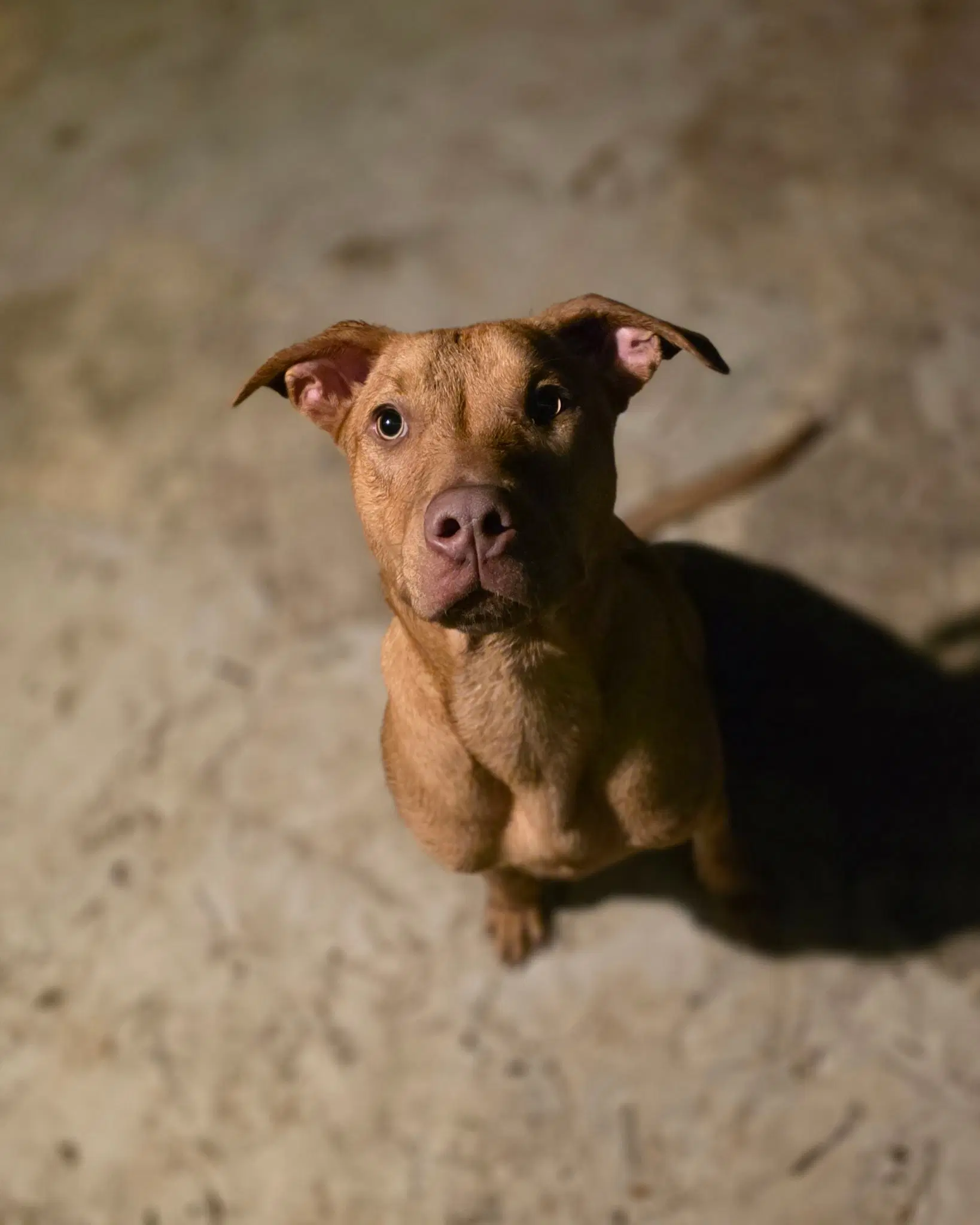 Jameson - Black Mouth Cur