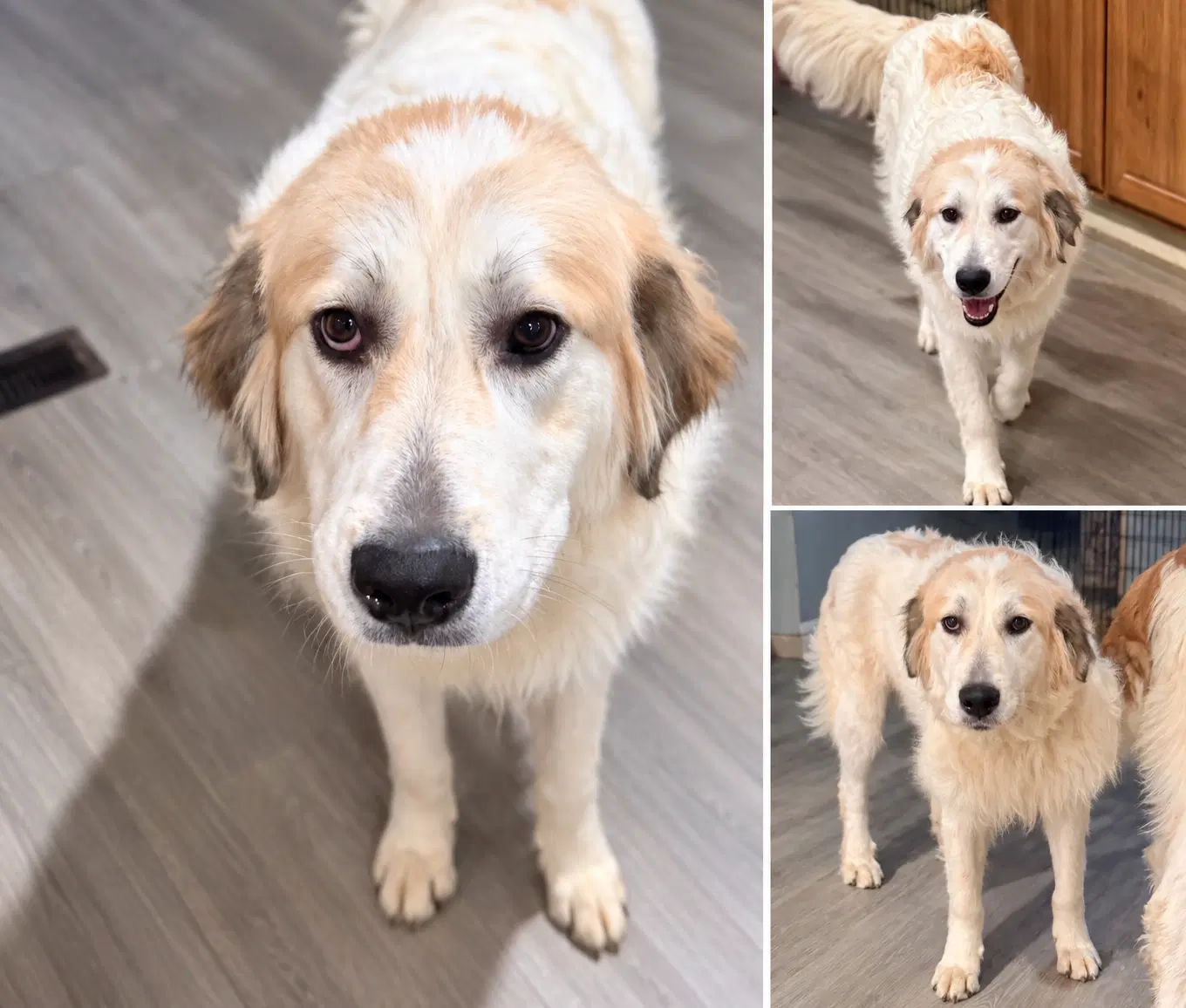 Betty - Great Pyrenees