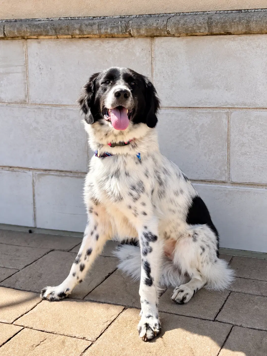 Butterfly - Great Pyrenees