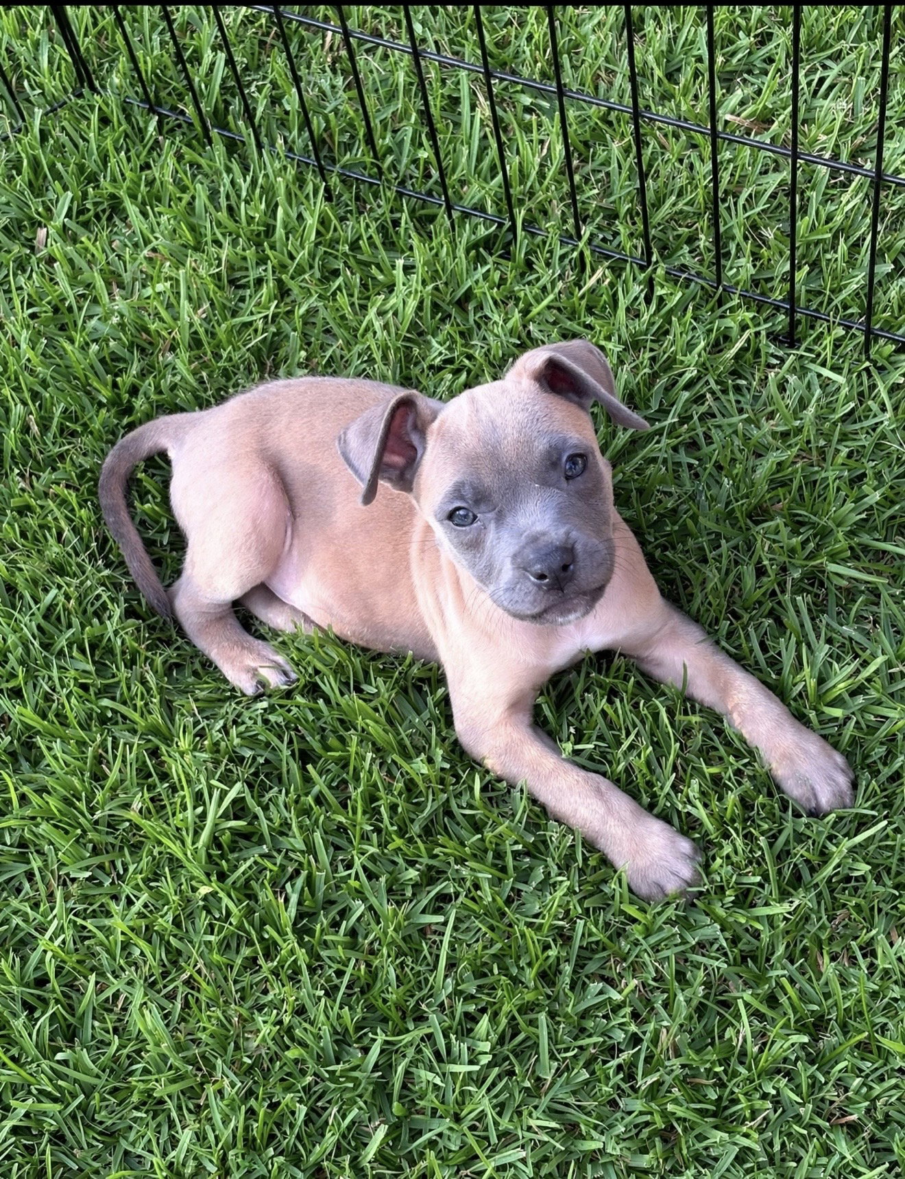 Boone, Terrier