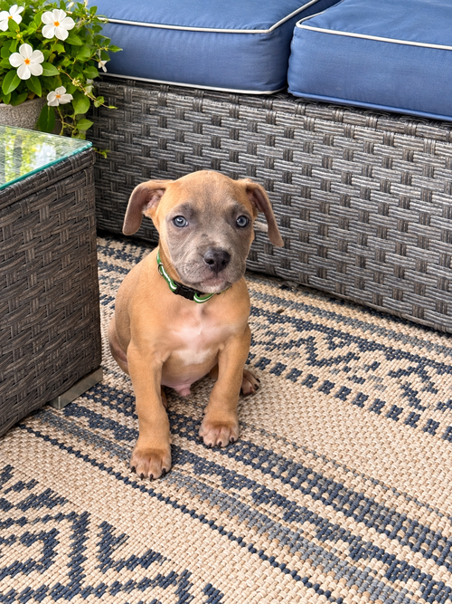 Boone, a dog for adoption from Trinity GAP Club