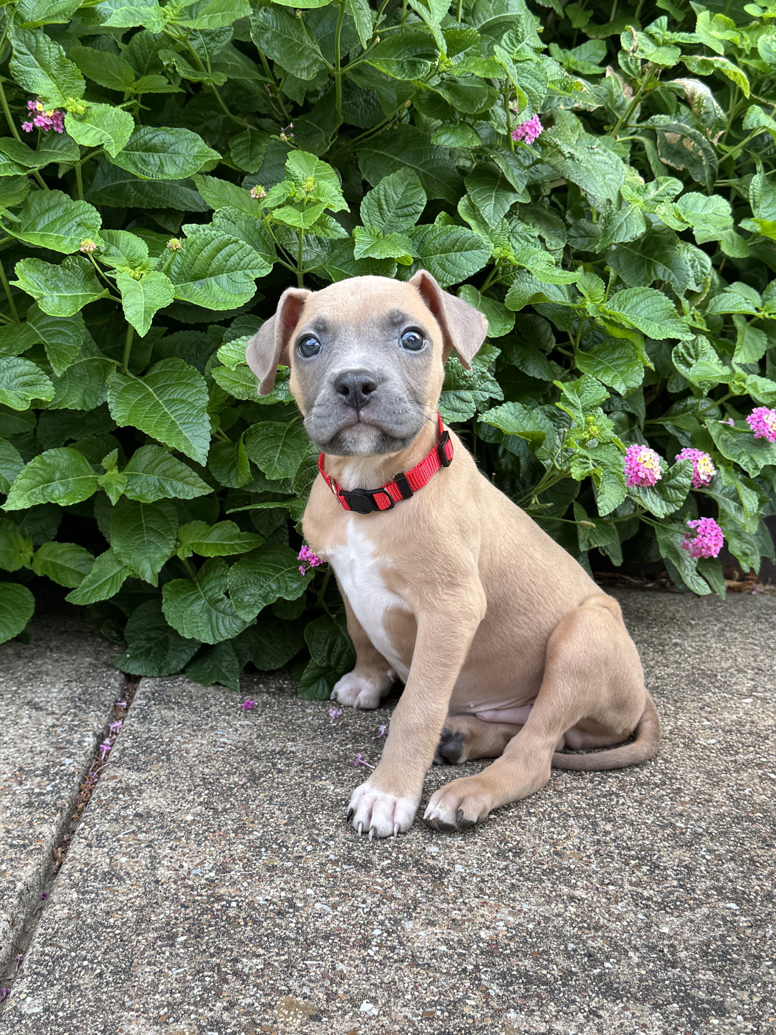 Wayne, Terrier