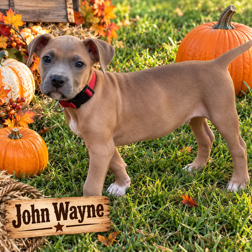 Wayne, Boxer / Mixed (short coat)