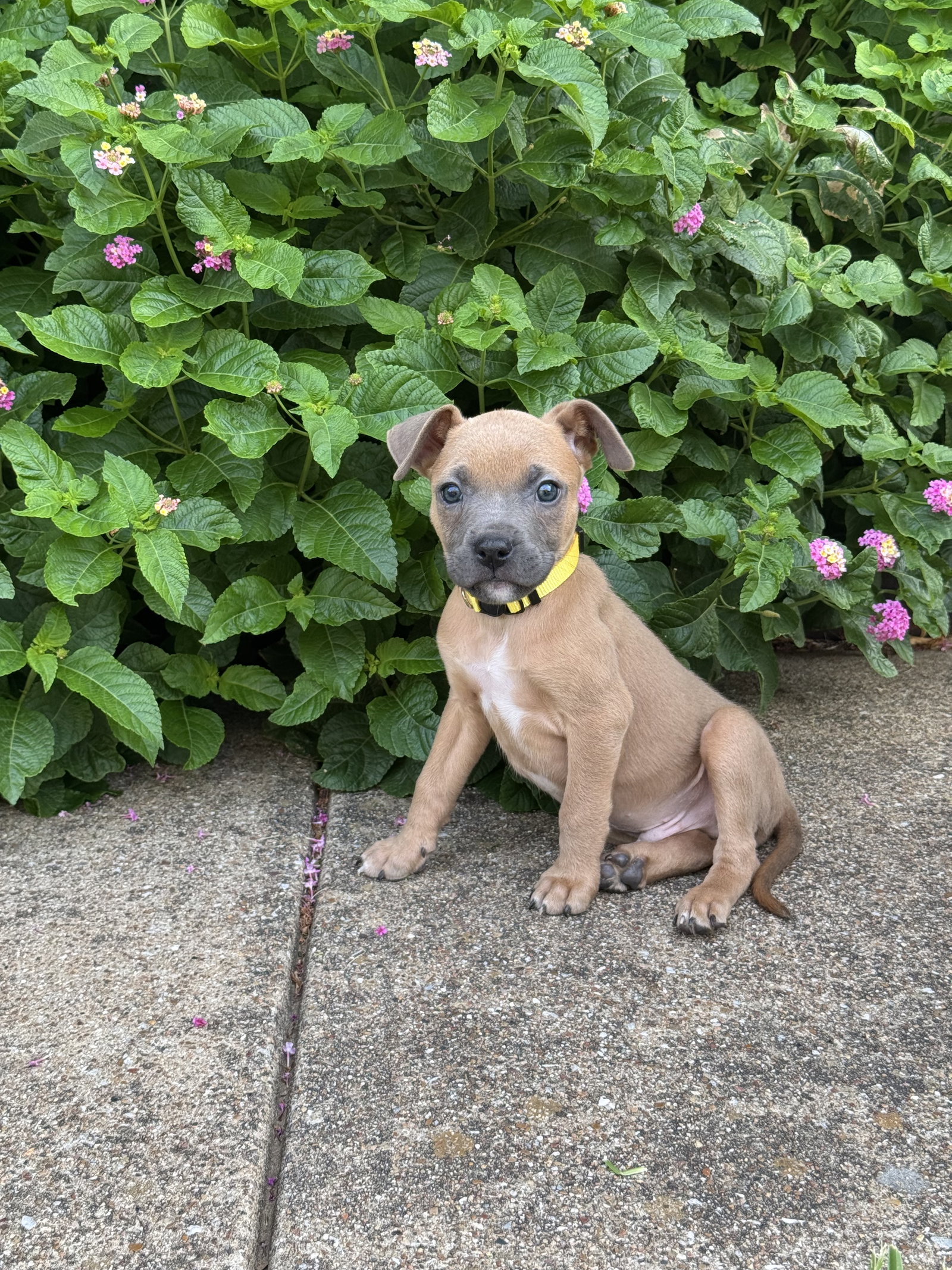 Weston, Terrier