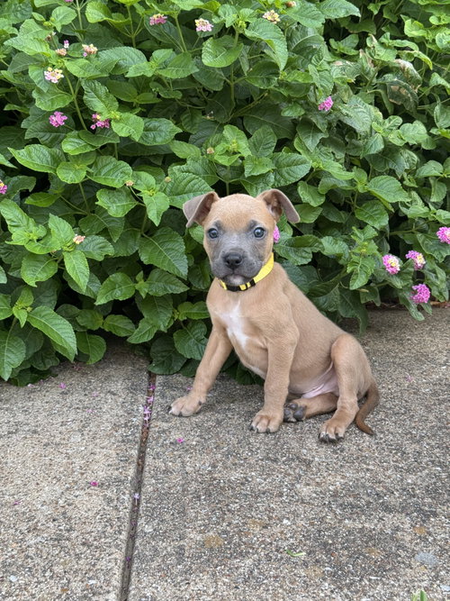 Weston, a dog for adoption from Trinity GAP Club