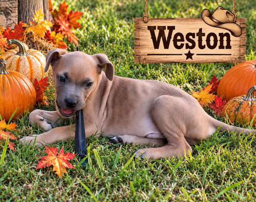Weston, Boxer / Mixed (short coat)